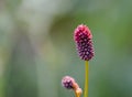 Great Burnet - Sanguisorba officinalis